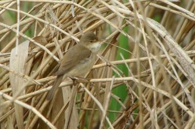 Acrocephalus scirpaceus
