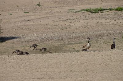 Branta canadensis