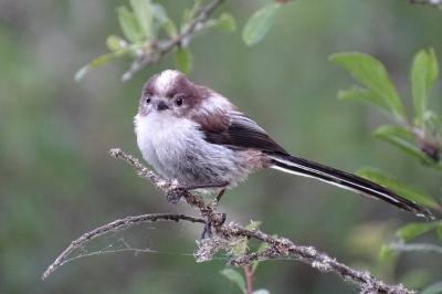 Aegithalos caudatus