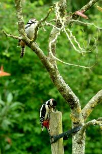 Dendrocopos major