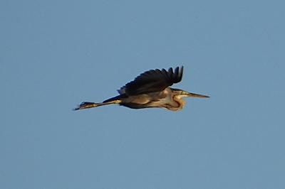 Ardea purpurea