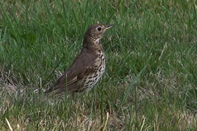 Turdus philomelos