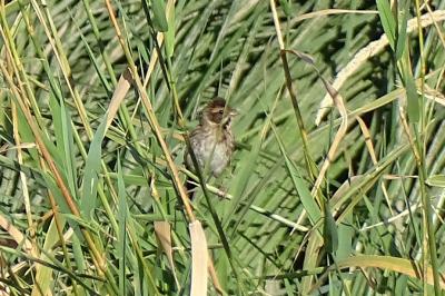 Emberiza schoeniclus