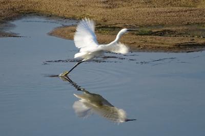 Egretta garzetta