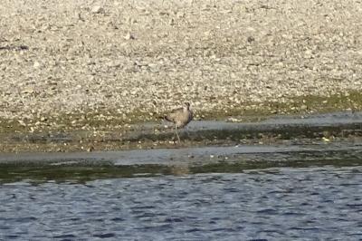 Numenius phaeopus