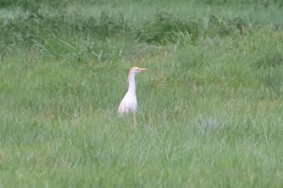 Bubulcus ibis