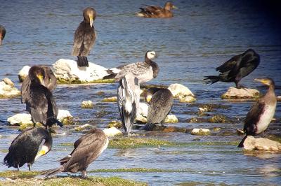 Branta leucopsis