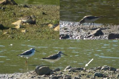 Calidris minuta