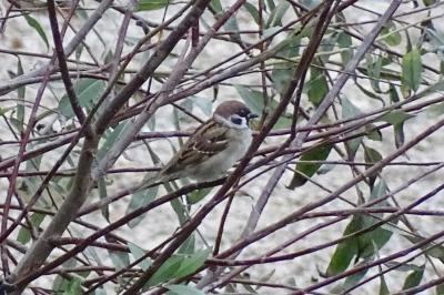 Passer montanus