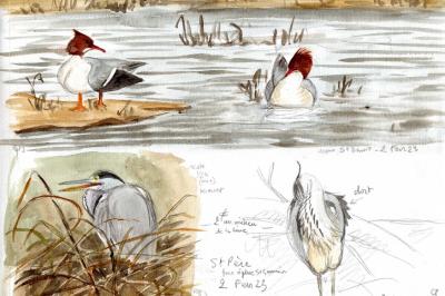 Mergus merganser