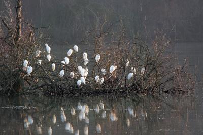 Bubulcus ibis