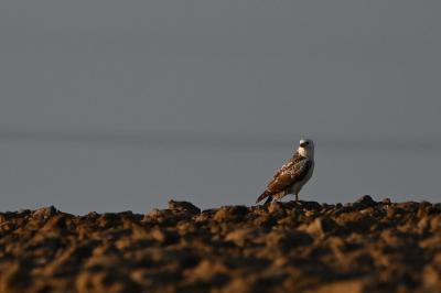 Buteo buteo
