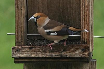 Coccothraustes coccothraustes