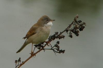 Sylvia communis