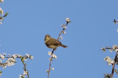Phylloscopus collybita