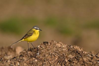 Motacilla flava