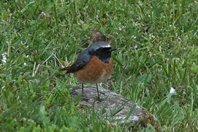 Phoenicurus phoenicurus