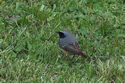 Phoenicurus phoenicurus