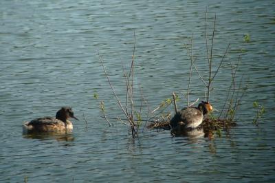 Podiceps cristatus