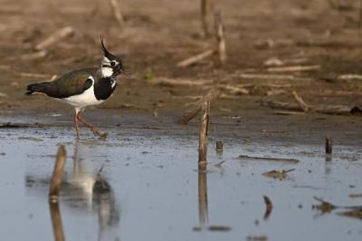 Vanellus vanellus