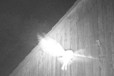 Tyto alba