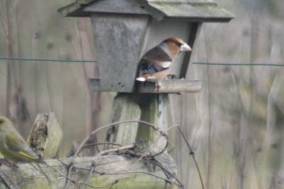 Coccothraustes coccothraustes
