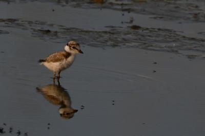 Charadrius dubius