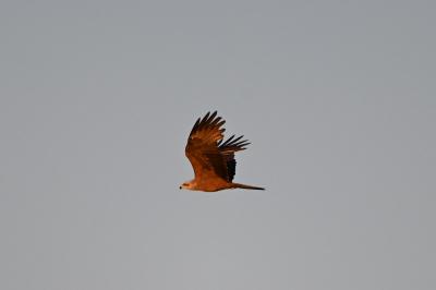 Milvus migrans