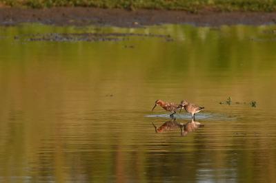 Calidris ferruginea