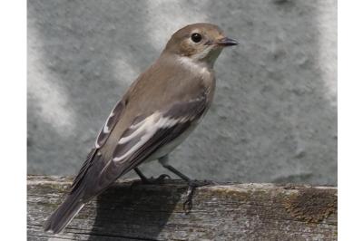 Ficedula hypoleuca