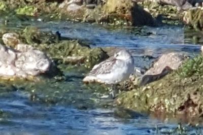 Calidris minuta