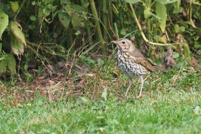 Turdus philomelos