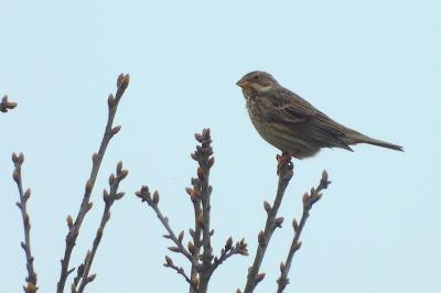 Emberiza calandra