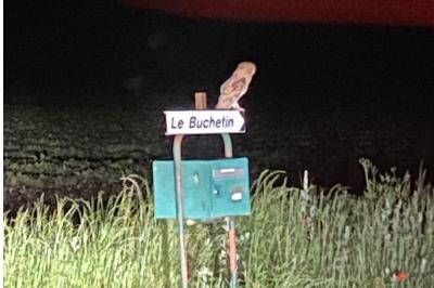 Tyto alba