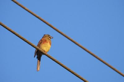 Emberiza cirlus