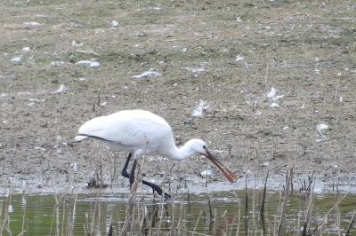 Platalea leucorodia