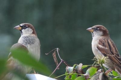 Passer domesticus