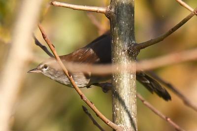 Cettia cetti