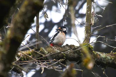 Dendrocopos major