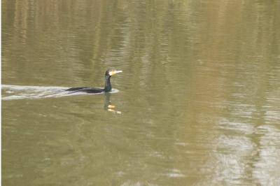 Phalacrocorax carbo