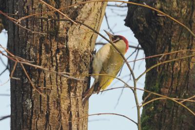 Picus viridis
