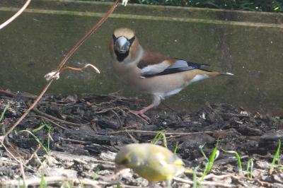 Coccothraustes coccothraustes