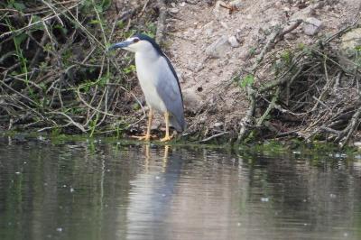 Nycticorax nycticorax