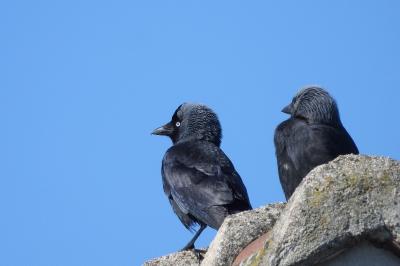 Corvus monedula
