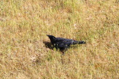 Corvus corone