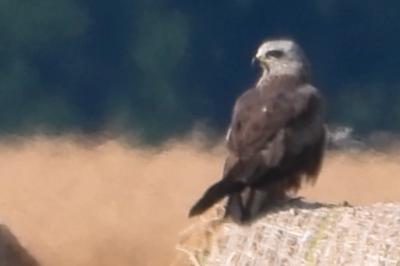Milvus migrans