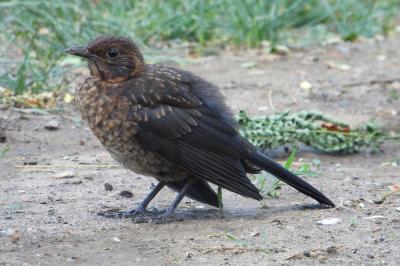 Turdus merula