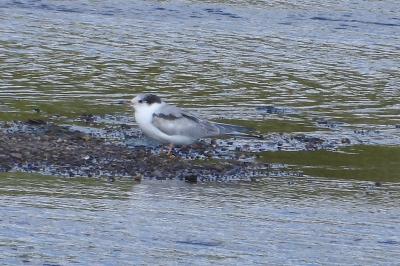 Sterna hirundo