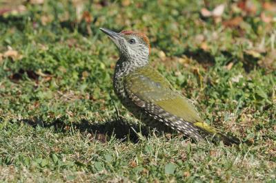 Picus viridis