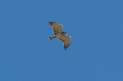 Circaetus gallicus